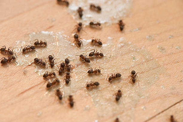 Pest Prevention Services in Tupelo, MS