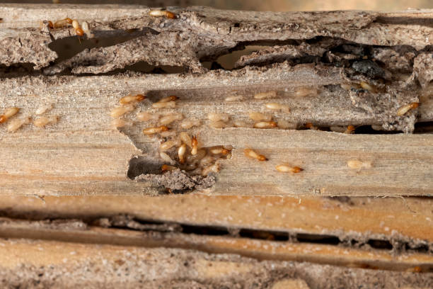 Best Affordable Pest Control Services  in Tupelo, MS