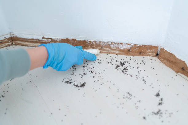 Best Cockroach Control Services  in Tupelo, MS